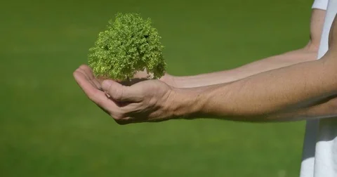Tree Growing on Hands Stock Footage 75995652