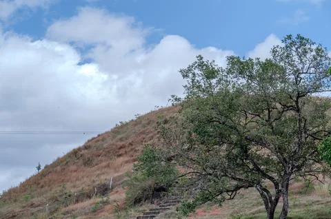 A tree is growing on a hillside with a cloudy sky in the background Stock Photos