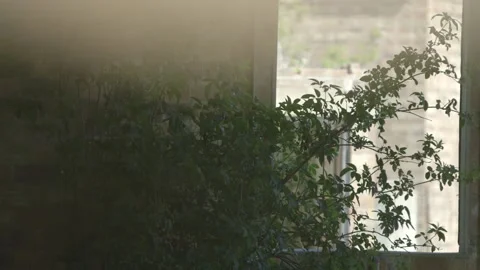 Tree growing inside a derelict building Stock Footage 159473935