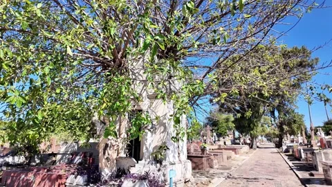 Tree Growing Inside Old Cemetery Crypt and Mausoleum - Zoom In Video stock 337965433