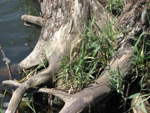 Tree growing on the lake Stock Photos