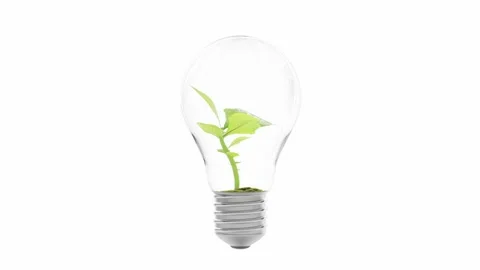 Tree growing in light bulb animation on white background. Video stock 245132771