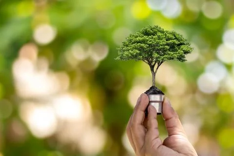 Tree growing in light bulb on green nature bokeh background, green energy c.. Stock Photos