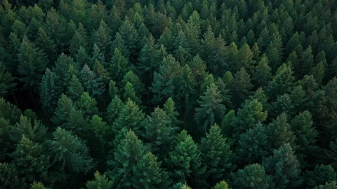 Tree growing in lush forest. Nature landscape. Landscape with forest in spring Stock Footage 341016286