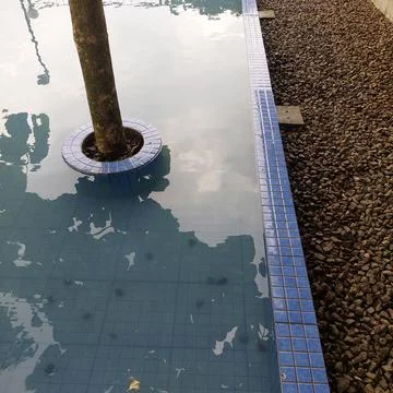 A tree growing in the middle of a pond Stock Photos