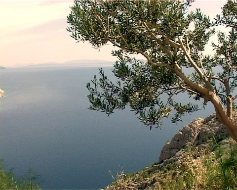 Tree growing on a mountain over the Adriatic Sea. Croatian coast Stock Footage 106607111