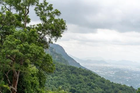 A tree is growing on a mountain Stock-Fotos