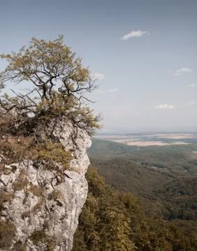 Tree growing on mountain rock cliff Stock Photos