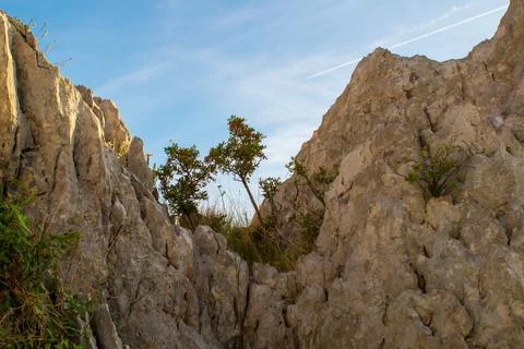 Tree growing in mountains Stock Photos