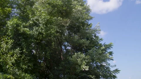 Tree growing next to Brian Brown Greenway path Stock Footage 282799693