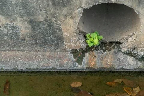 The tree growing on the old wall cement. Stock Photos