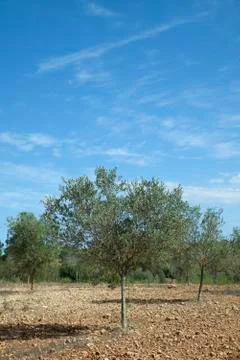 Tree growing in orchard Stock Photos