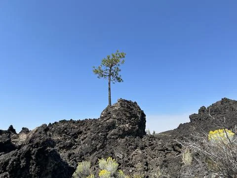 Tree Growing out of Rock Foto stock