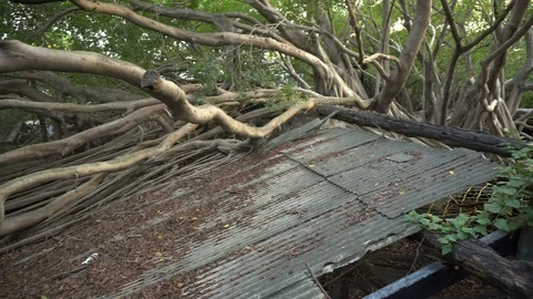 Tree Growing Out of Roof Of Old Abandoned House Stock Footage 107326343