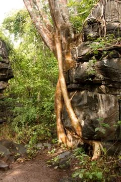 Tree Growing out of the side of a Huge Rock Foto stock