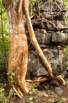 Tree Growing out of the side of a Huge Rock Stock Photos