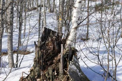 A tree growing out of the stump Stock Photos