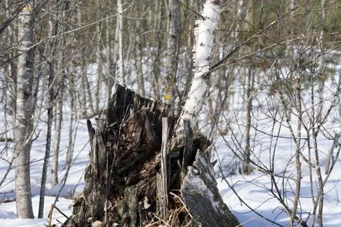A tree growing out of the stump Stock Photos