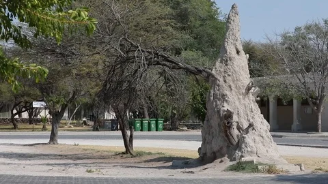 Tree growing out of termite hill in Halali camp of Etosha National Park, Namibia Stock Footage 106335619