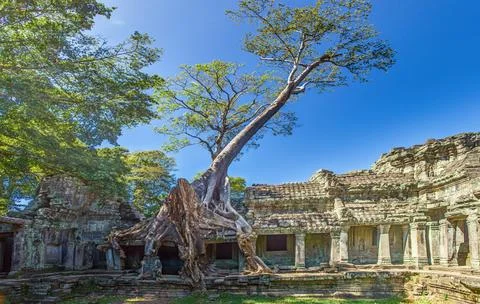 Tree growing over Ta Prohm temple ruins in Angkor Cambodia Stock-Fotos