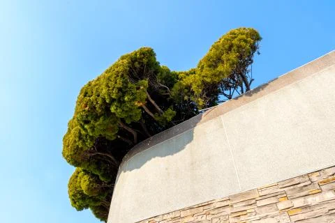 A tree growing over a wall Stock Photos