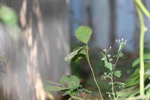 Tree growing Stock Photos