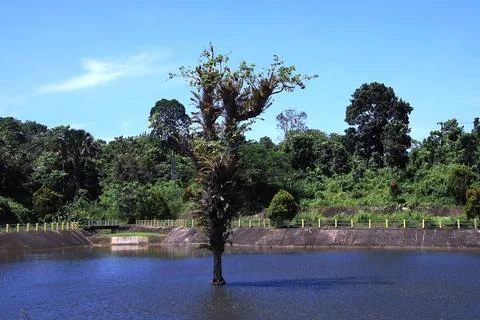 A tree is growing in a pond Stock Photos