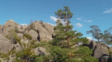 Tree growing on a rock Stock Footage 85786040