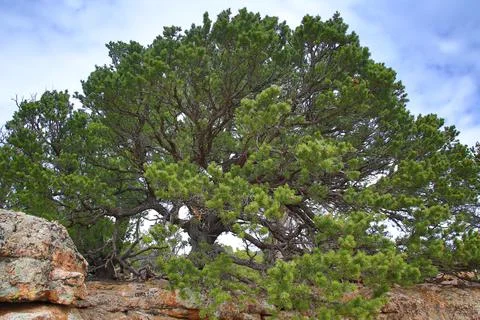 Tree growing in rock Stock Photos