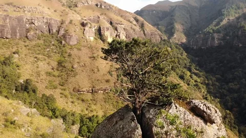 Tree growing in rock, powerful nature Stock Footage 128431257