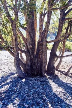 Tree growing on the rocks of river bottom Stock Photos