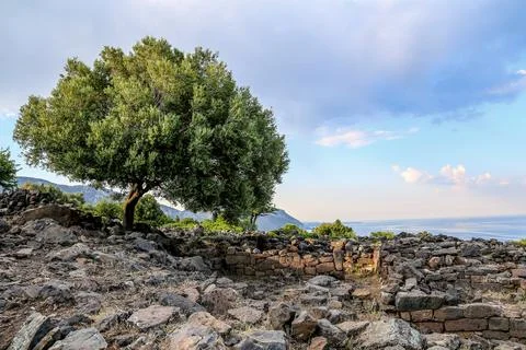 A tree is growing in a rocky area with a cloudy sky in the background on th.. Stock-Fotos