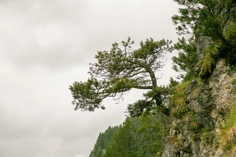 A tree is growing on a rocky hill Stock Photos