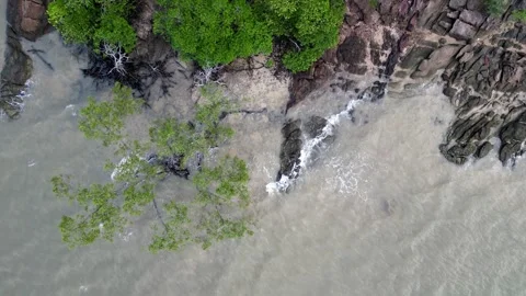 A tree is growing on a rocky shore Stock Footage 325769891