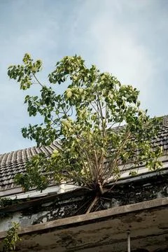 Tree growing on a rooftop Foto stock