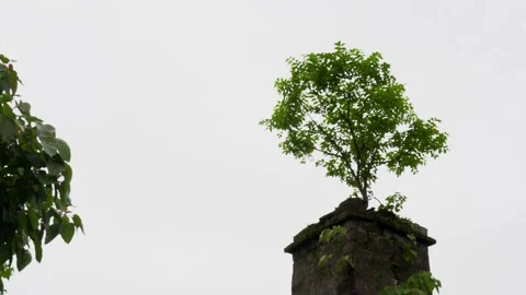 Tree Growing on the Ruins of Vasai Fort Stock Footage 342624508