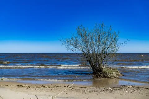 Tree Growing on Sandy Beach with Ocean Waves in Background Foto stock