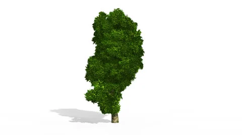 Tree growing from seed version 3 animation Stock Footage 25090957