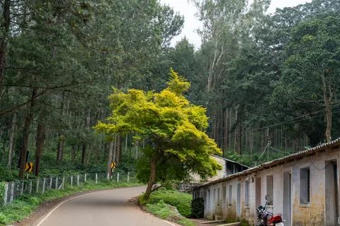 A tree is growing on the side of a road Stockfoto's