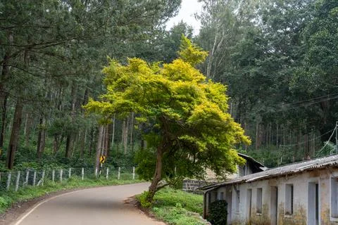 A tree is growing on the side of a road Stock Photos