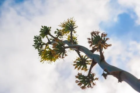 Tree Growing to the Sky Stock Photos