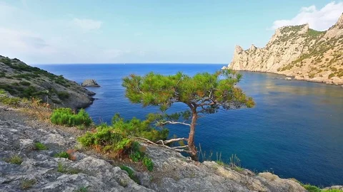 Tree growing on the slope of the mountain Video stock 74516454