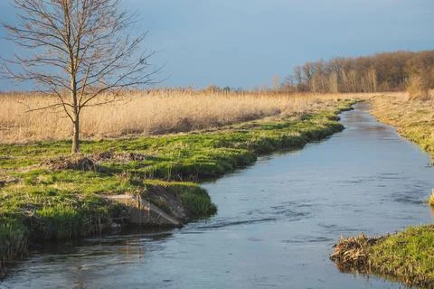 A tree growing by a small river in eastern Poland Stock Photos