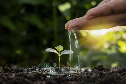 Tree growing on soil with nutrients essential for plant growth and hands ir.. Stock Photos