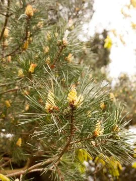 Tree growing in spring spiky pines chill Stock Photos