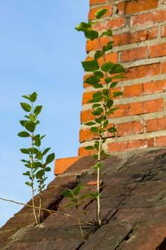 Tree growing from stone Stock Photos