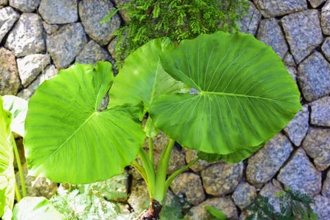 Tree growing on the stone Foto stock