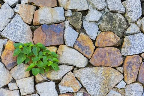 Tree growing on the stone Stock-Fotos