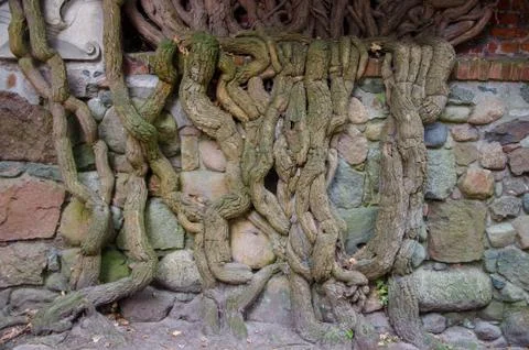 Tree is growing on the stone wall background; Old tree trunk is leaning on th Stock Photos