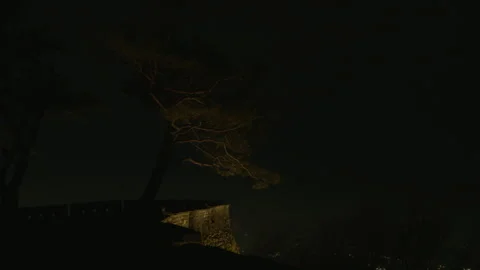 Tree growing on a stone wall Stock Footage 337146574